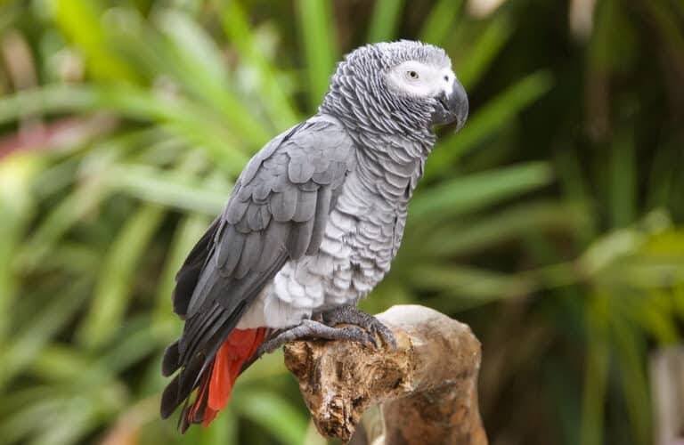 African Grey Bird that talk any words
